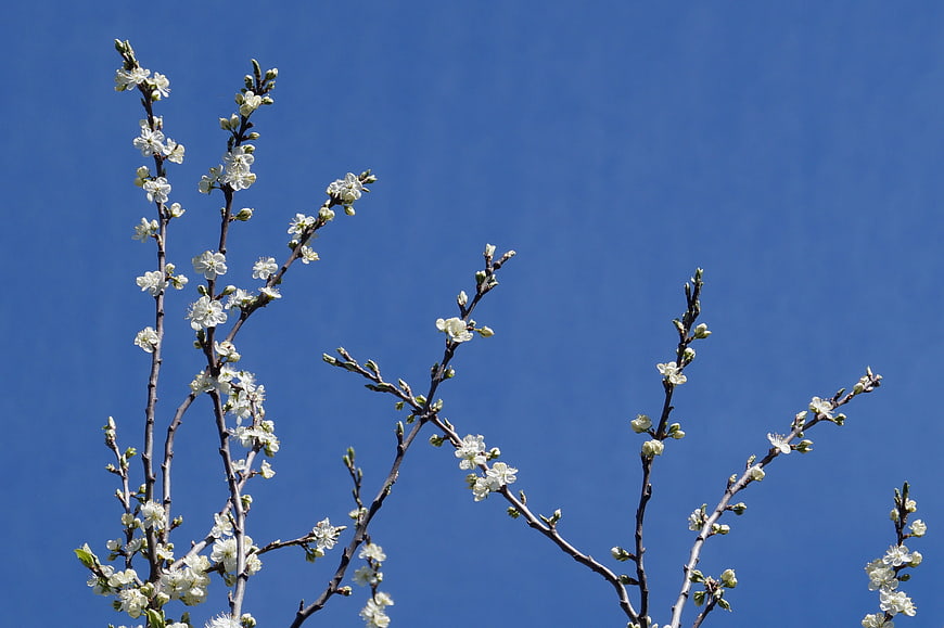 White Blossoms on Tree Branches Against Blue Sky