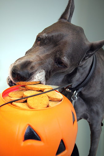 Gray dog eating cookies from orange Halloween pumpkin bucket