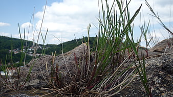Grass Growing on Rocky Outcrop with Mountain Village Background
