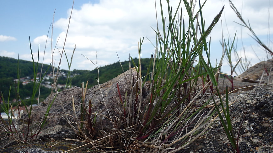 Grass Growing on Rocky Outcrop with Mountain Village Background