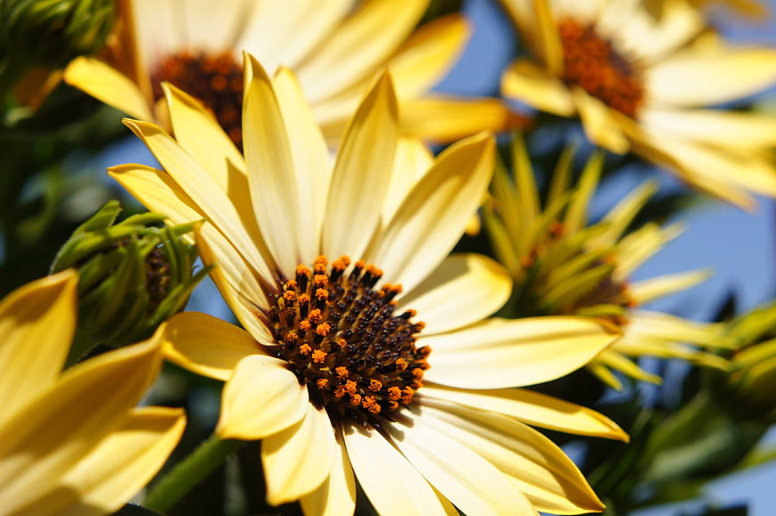 Close-up of yellow sunflower with blue sky background