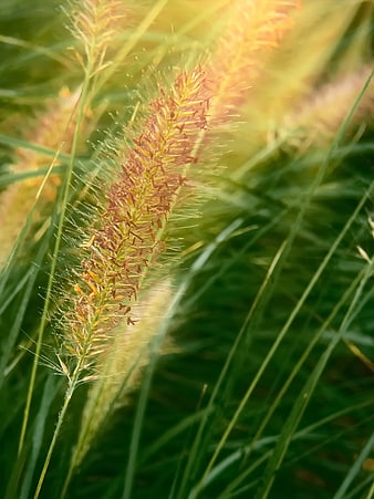 Close-up of feathery foxtail grass in golden sunlight
