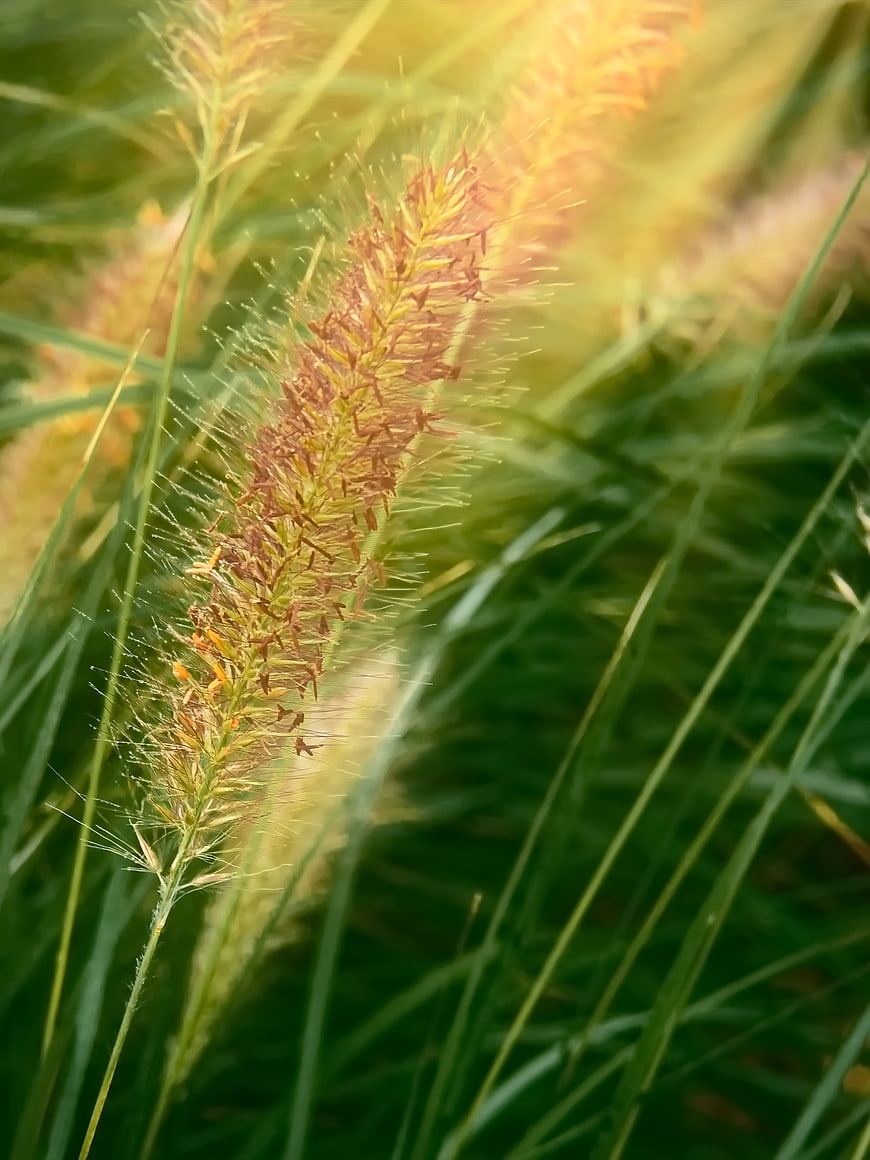 Close-up of feathery foxtail grass in golden sunlight