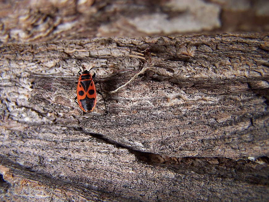Red and black beetle on textured tree bark