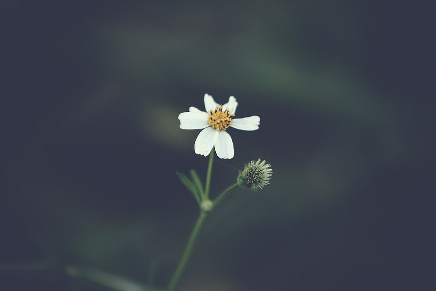 White Cosmos Flower with Yellow Center on Dark Background