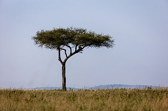 Lone acacia tree in African savanna landscape
