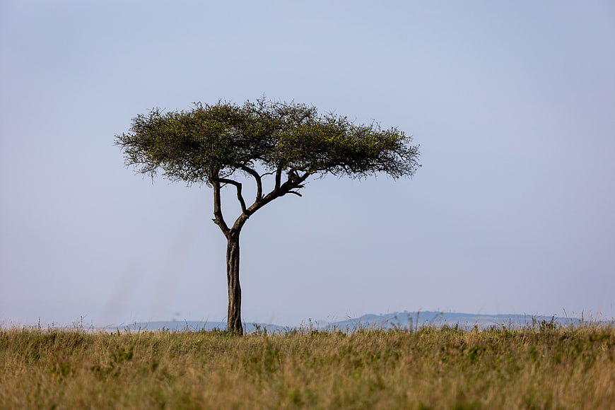 Lone acacia tree in African savanna landscape