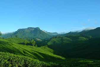 Lush Green Tea Plantation Hills with Misty Mountains