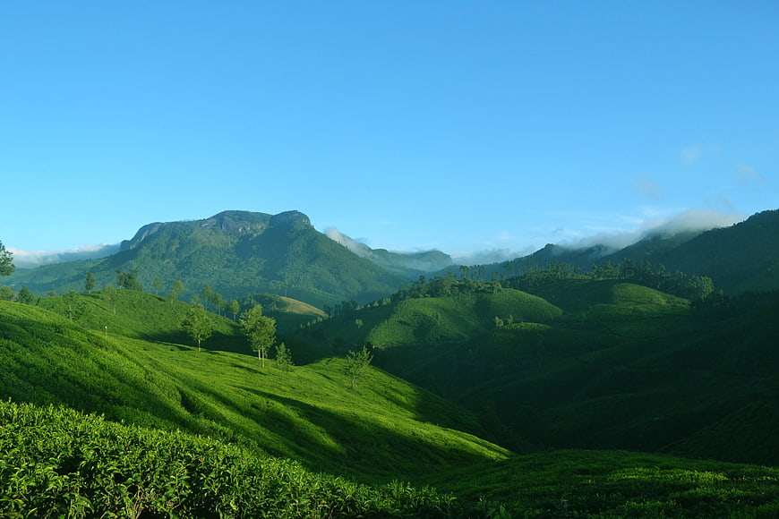Lush Green Tea Plantation Hills with Misty Mountains