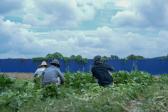 Farmers harvesting vegetables in a field with blue fence