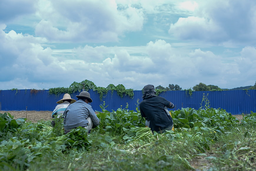 Farmers harvesting vegetables in a field with blue fence