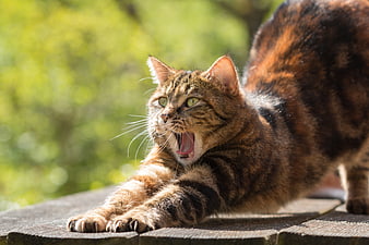 Tabby cat yawning and stretching on wooden deck outdoors