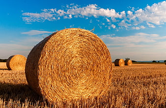 Golden Round Hay Bales in Harvested Wheat Field Under Blue Sky