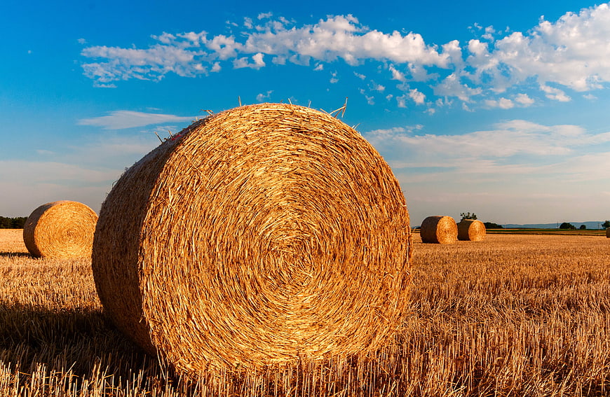 Golden Round Hay Bales in Harvested Wheat Field Under Blue Sky