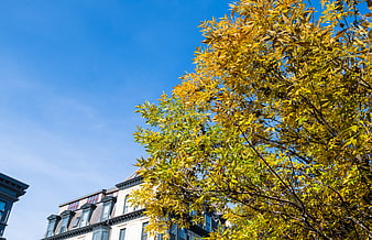 Yellow autumn tree leaves against blue sky and city building