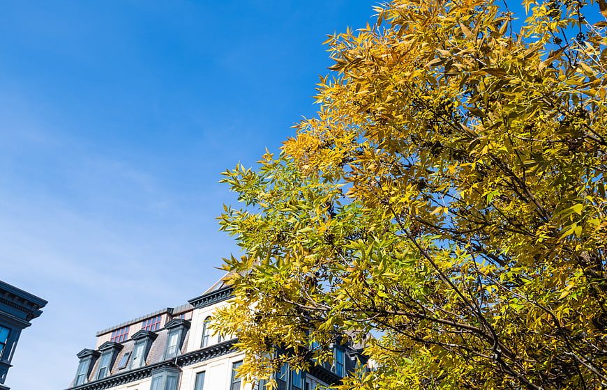 Yellow autumn tree leaves against blue sky and city building
