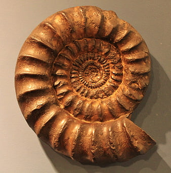 Golden Ammonite Fossil Spiral Shell On Gray Background