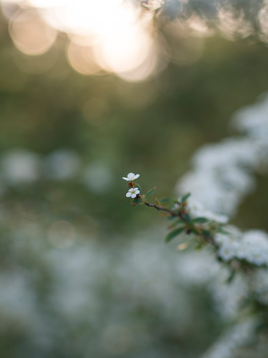Delicate white flower bloom with soft bokeh background