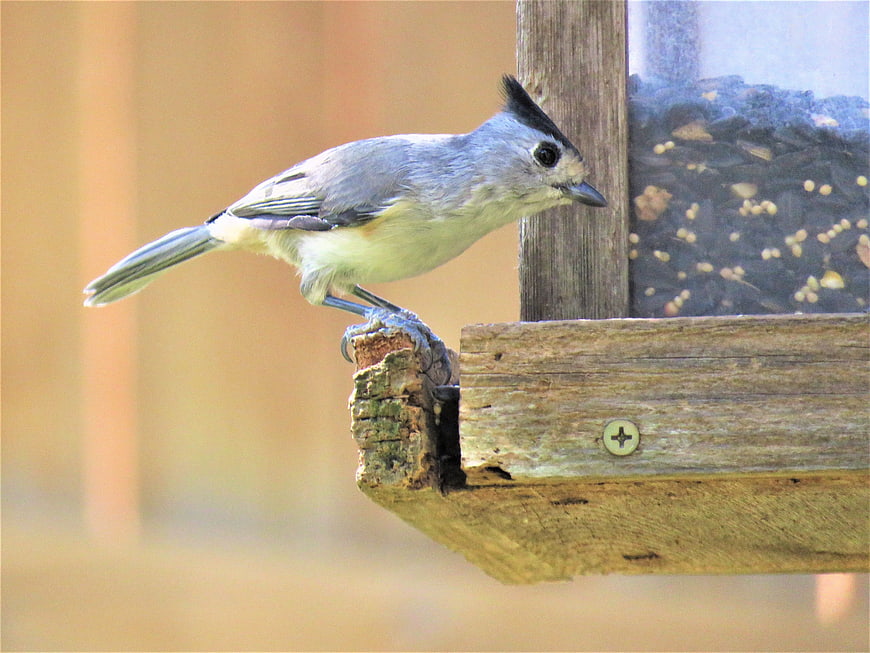 Tufted Titmouse perched on wooden bird feeder