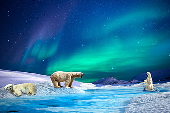 Polar Bears Under Aurora Borealis in Arctic Snow Landscape