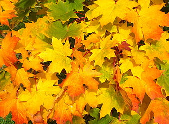 Vibrant Yellow and Orange Maple Leaves in Autumn