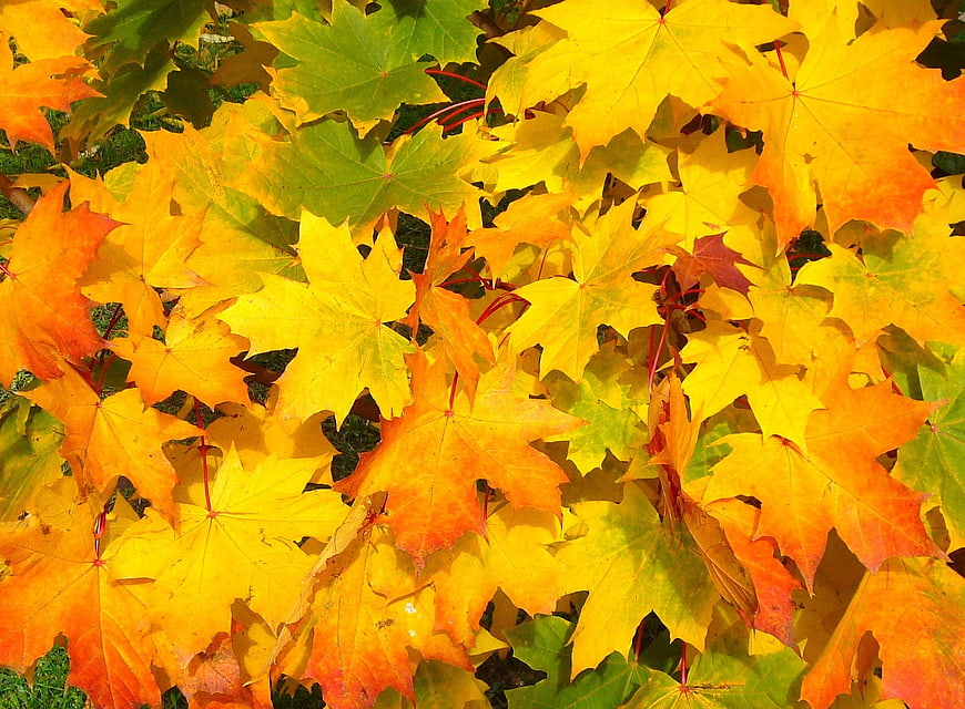 Vibrant Yellow and Orange Maple Leaves in Autumn