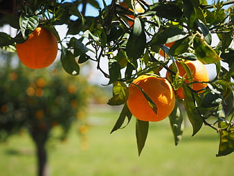 Ripe Oranges Hanging on a Citrus Tree Branch in a Sunny Orchard