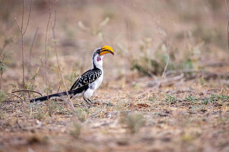 Yellow-billed Hornbill Standing in Dry African Savanna