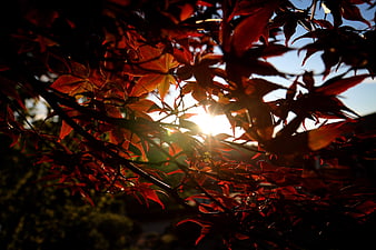 Sunlight shining through vibrant red autumn maple leaves