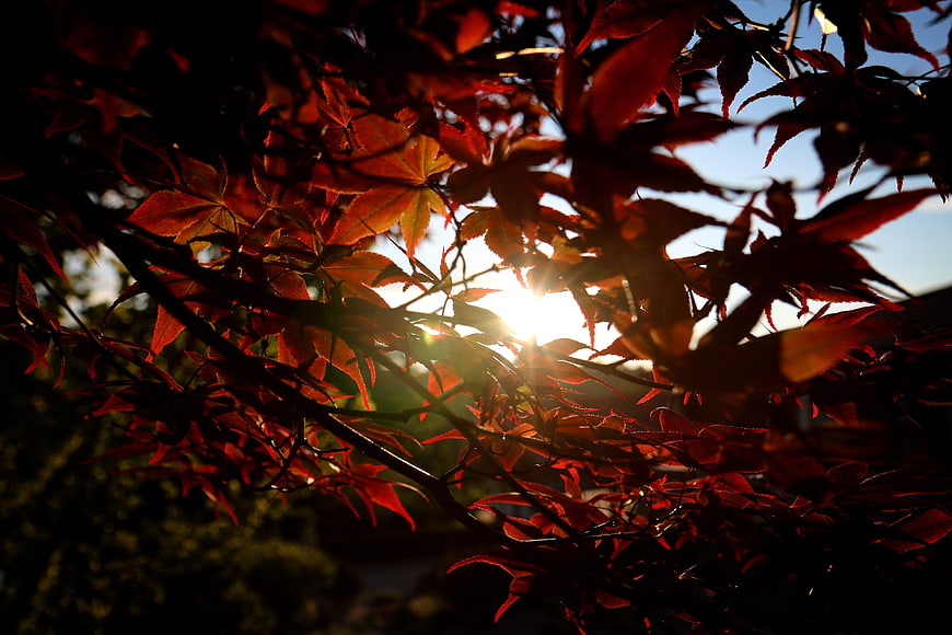 Sunlight shining through vibrant red autumn maple leaves