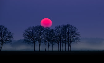 Vibrant pink sun rising over silhouetted trees in foggy landscape