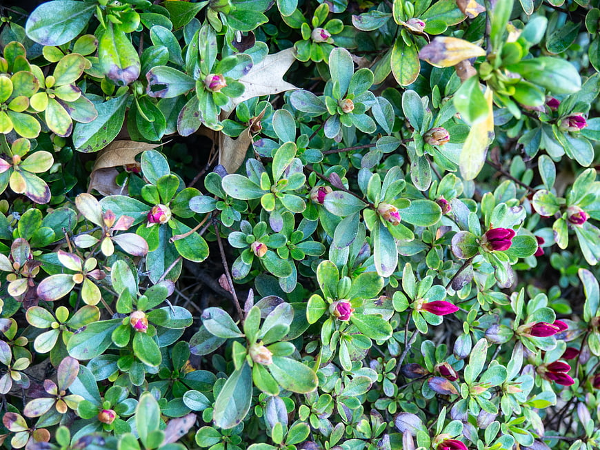 Close-up of Green Azalea Bush with Pink Flower Buds
