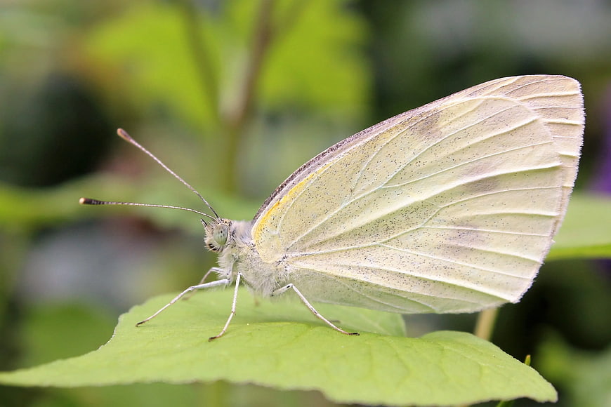 Macro Photography of Veined-white Butterfly on Green Leaf