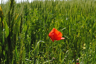 Red Poppy Flower Blooming in Green Wheat Field