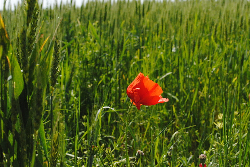 Red Poppy Flower Blooming in Green Wheat Field