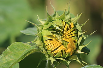 Close-up of a budding sunflower with green sepals