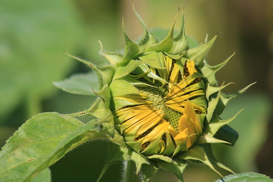 Close-up of a budding sunflower with green sepals