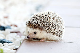 Cute Hedgehog on Wooden Deck with White Stones