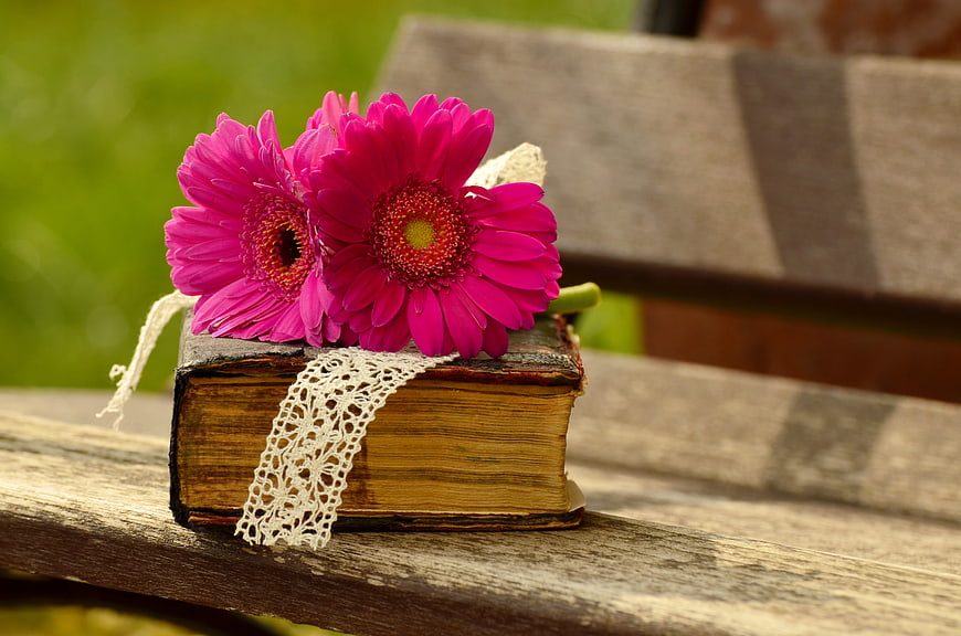 Pink Gerbera Daisies on Vintage Book on Wooden Bench
