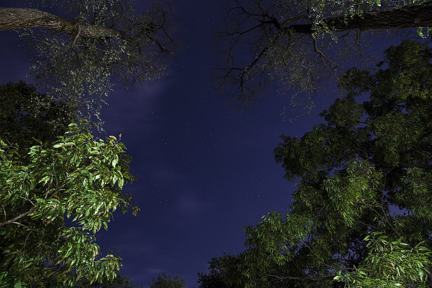 Night Sky View Through Forest Canopy with Stars
