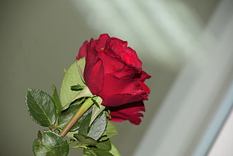 Close-up of a vibrant red rose with green leaves