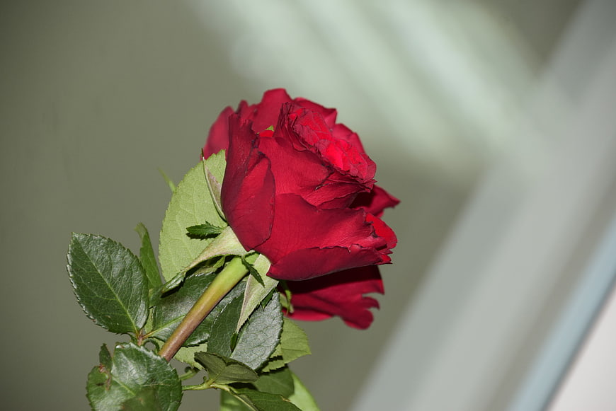 Close-up of a vibrant red rose with green leaves