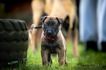 Cute Belgian Malinois Puppy with Red Collar on Grass