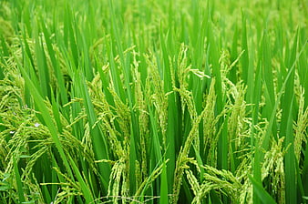 Close-up of lush green rice paddy field with developing grains