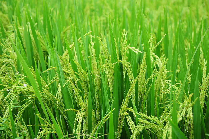 Close-up of lush green rice paddy field with developing grains