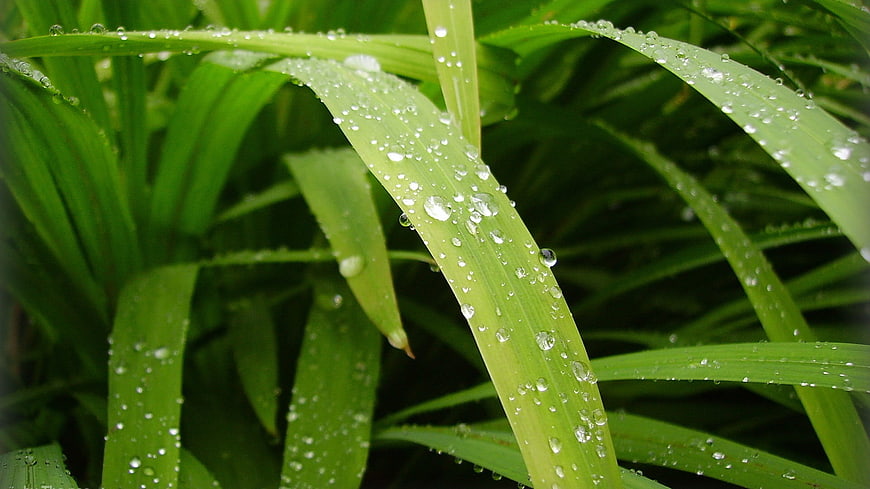 Close-up of green grass blades with fresh raindrops