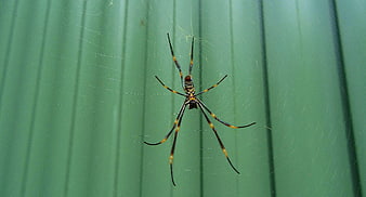 Golden Orb Weaver Spider on Web Against Green Background