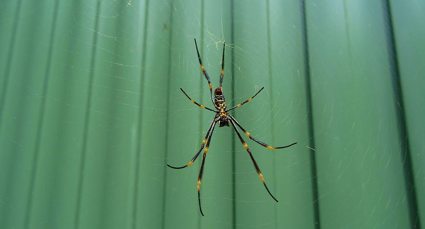 Golden Orb Weaver Spider on Web Against Green Background