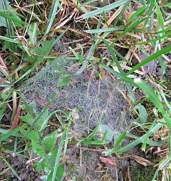 Close-up of spider web with dew drops in grass