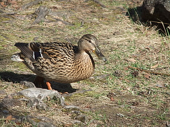 Female Mallard Duck Standing on Grassy Bank
